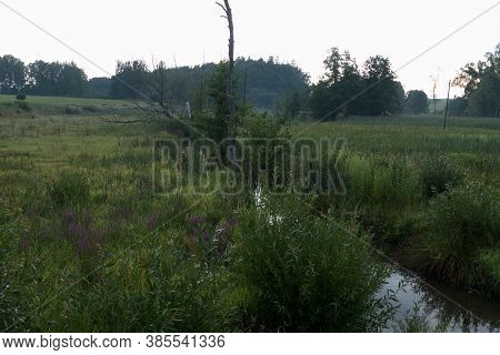 Stream In The Wood In Central Europe
