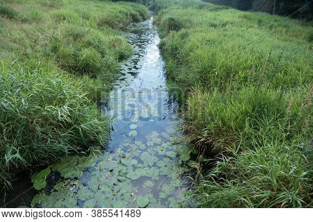 Stream In The Wood In Central Europe