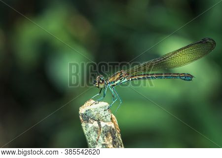 Neurobasis Chinensis On Leaf, Stream Glory On Leaf, Oriental Greenwing On Leaf, Chinese Greenwing On