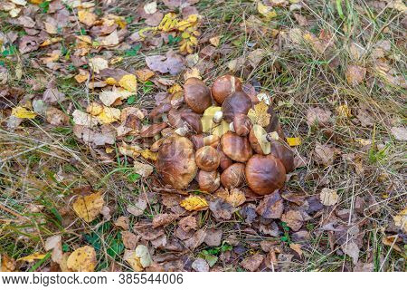 Butter Mushrooms Gathered By Mushroomers Lying On Ground In Autumn Forest Among Leaves And Grass. Su