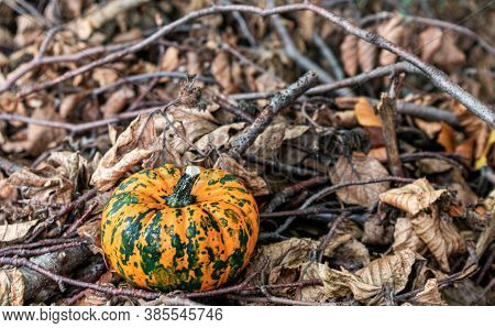 Pumpkin Decorative With Fallen Leaves On Ground In Nautre. Havest And Fall Concept.
