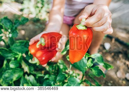 Female Hands Hold Red Pepper. Harvesting, Healthy , Diet Food.