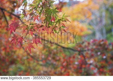 Red Maple Leaves In Forest In Kyoto, Japan In Autumn Season
