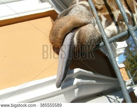 A Giraffe Sticks Out Its Wet, Gray, Slobbering Tongue Through The Metal Grate Of The Aviary. Large U
