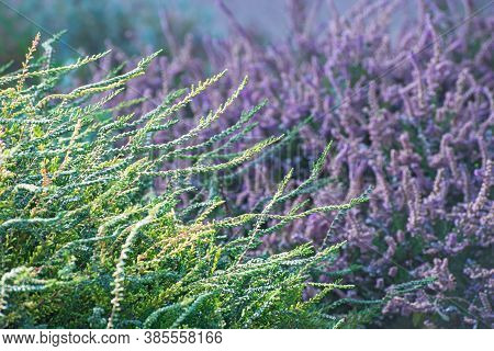Beautiful Sprigs Of Green Ornamental Bush On Blurred Lilac Heather Flowers Background. Flowering Tim