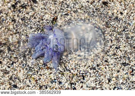 A Dead Cornerot Jellyfish Washed Ashore After A Storm.