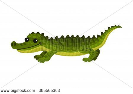 Alligator Crocodile With Long Tail And Sharp Teeth As African Animal Vector Illustration