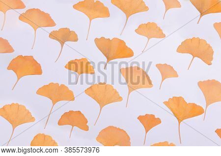 Ginkgo Biloba Leaves Herbarium On White Background