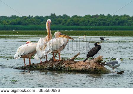 A Group Of Pelicans And Other Birds In The Danube Delta, Romania. Natural Rezervation.