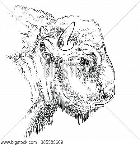 Head Of Brutal Bison Hand Drawing Illustration