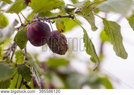Moldy Plums On Tree, Infected With Fungal Disease Monilinia Fructicola Or Brown Rot. Blurred Backgro