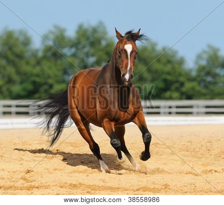 Semental de color rojo-Bahía Trakehner en movimiento en la arena