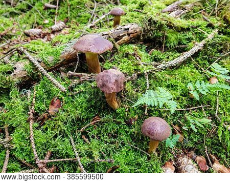 Mushrooms On The Ground Of A Forest