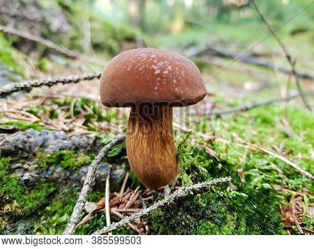 Mushrooms On The Ground Of A Forest
