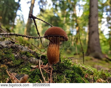 Mushrooms On The Ground Of A Forest