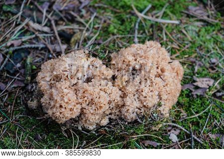 Mushrooms On The Ground Of A Forest