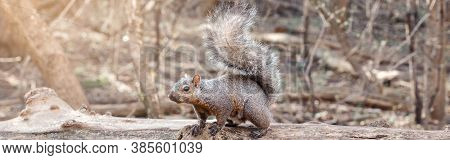 Grey Fat Squirrel With Thick Large Furry Tail Sitting On Tree In Park Outside. Animal Wild Squirrel 