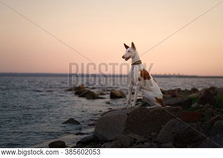 Dog At Sunset By The Sea. Ibizan Greyhound In Nature. Romantic Pet By The Water