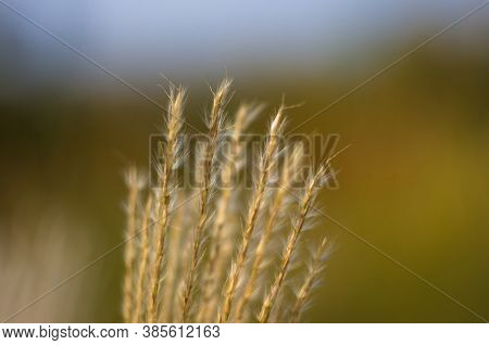 Chinese Silver Grass, Maiden Grass, Miscanthus Chinese, Miscanthus Sinensis Illuminated By Soft Even