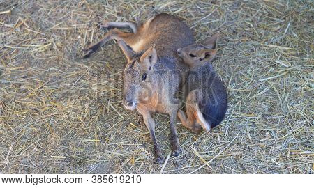 Family Of Patagonian Mara Hares, Mother And Her Child Have A Rest