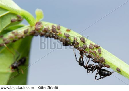 Ants Farming Aphids Macro Photography Beautiful Stock Photo