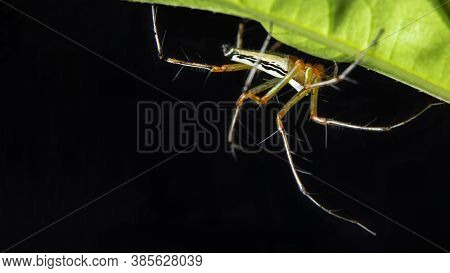 White Lynx Spider(scopes Shasta) At Night Beautiful Stock Photo
