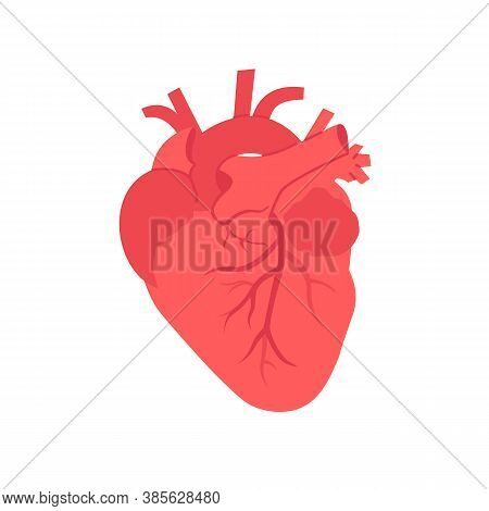 Flat Vector Human Realistic Heart Isolated White Background.