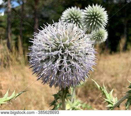 Purple And White Flower Of Great Globe Thistle Known As Glandular Globe Thistle, Great Globe Thistle