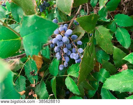 Cluster Of Oregon Grape Blue Berries. Evergreen Bush, Known As Berberis Aquifolium, Holly Leaved Bar