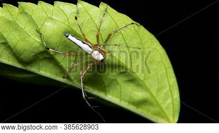 White Lynx Spider(oxyopes Shweta) On A Back Of Leaf
