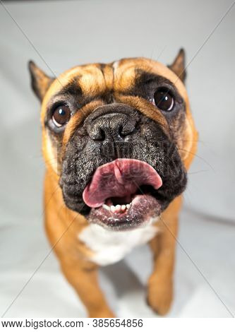 Fawn French Bulldog With A White Breast