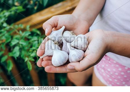 Female Hands Hold Garlic. Harvesting, Sustainable Food, Cold Medicine.