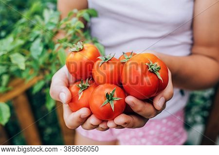 Girl Holding Red Ripe Tomatoes In Her Hands. Healthy Eating.