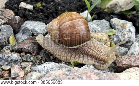 Small Garden Snail In Shell Crawling On Wet Road, Slug Hurry Home. Snail Slug Consist Of Edible Tast