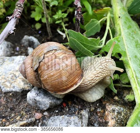 Small Garden Snail In Shell Crawling On Wet Road, Slug Hurry Home. Snail Slug Consist Of Edible Tast