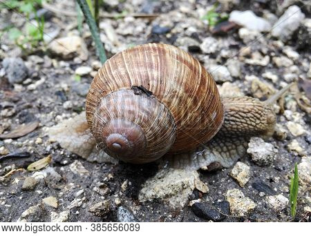 Small Garden Snail In Shell Crawling On Wet Road, Slug Hurry Home. Snail Slug Consist Of Edible Tast