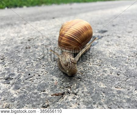 Small Garden Snail In Shell Crawling On Wet Road, Slug Hurry Home. Snail Slug Consist Of Edible Tast
