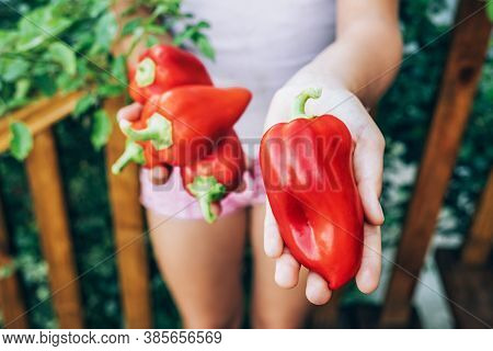 Female Hands Hold Red Pepper. Harvesting, Healthy , Diet Food.