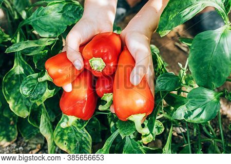Female Hands Hold Red Pepper. Harvesting, Healthy , Diet Food.
