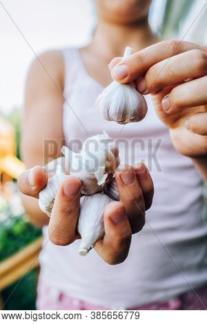 Female Hands Hold Garlic. Harvesting, Sustainable Food, Cold Medicine.