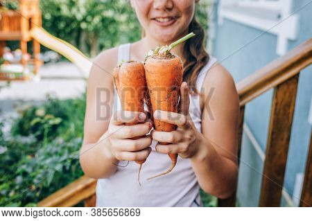 Girl Holding A Carrot In Her Hands. Harvesting, Healthy Eating