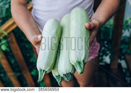 Farmer Hold Fresh Organic Zucchinis In His Hands. Vegetable Harvest Concept.