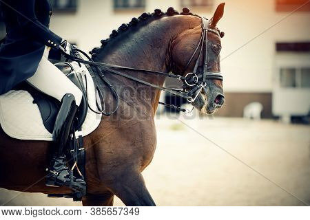 Equestrian Sport. Portrait Sports Stallion In The Double Bridle. The Leg Of The Rider In The Stirrup