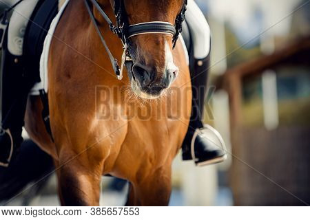Nose Sports Brown Horse In The Double Bridle. Dressage Horse. Equestrian Sport.
