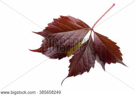 Red Leaves Of Wild Grape Isolated On A White Background. Autumn Red Leaves Of Grape.