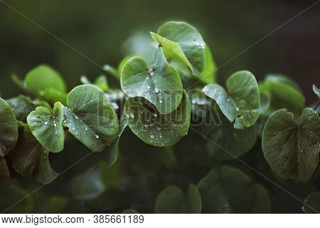 Green Leaves Of Cercis Are Covered With Raindrops. The Sun Slightly Highlights The Leaves In Rainy, 