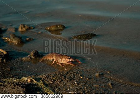 Freeing Bulgarian Astacus Astacus, Crayfish, On The Shore Of A Lake.