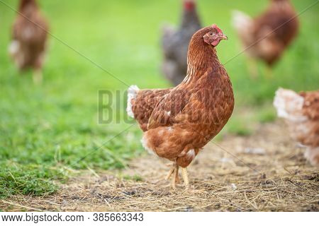 Freerange Chicken In A Farm On A Summer Day.
