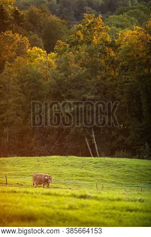Cows going home from pasture at the close of the day - Regenerative farming concept/Grass fed beef