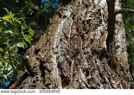 Closeup Photo Of Rough Bark Of An Old Oak Trunk Coveren By Moss. Bottom View